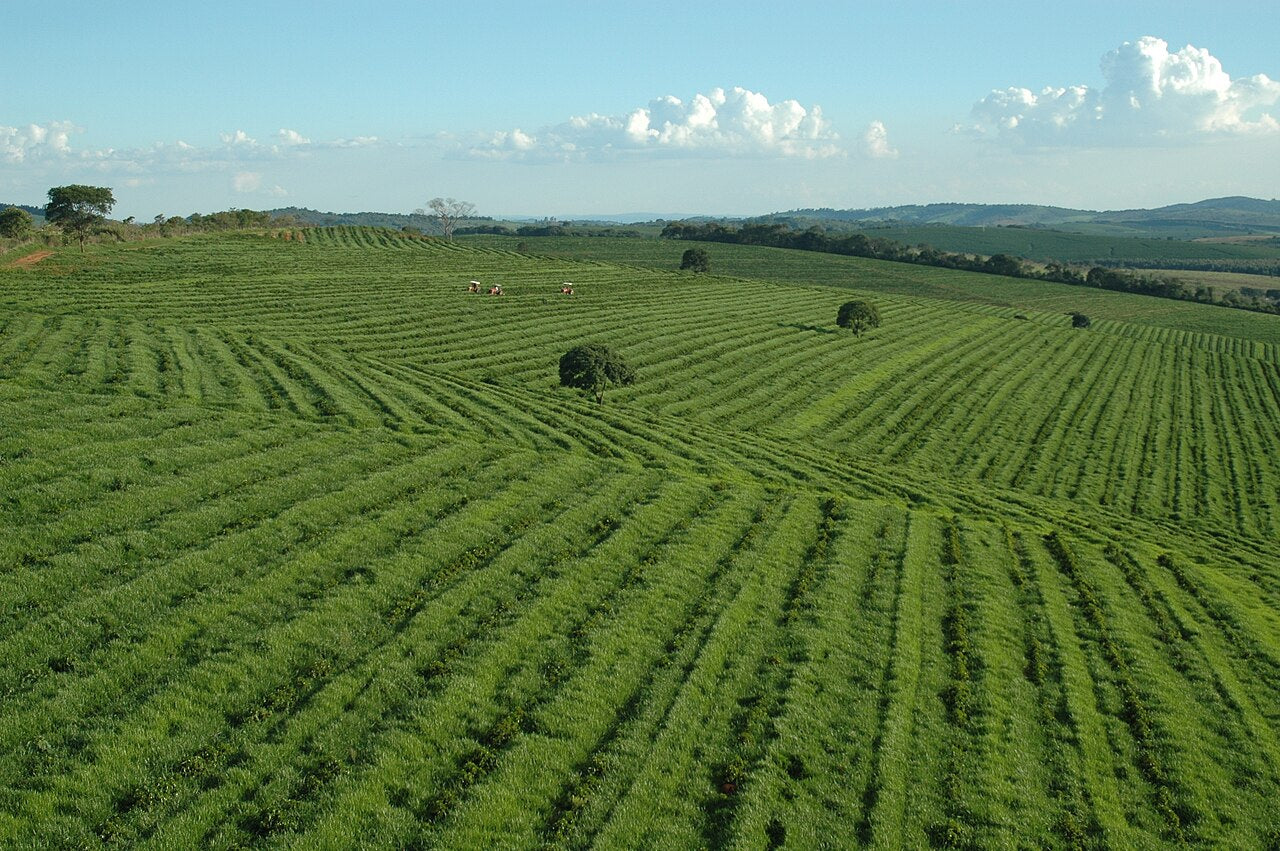 Rows of coffee plants at Fazenda Da Lagoa in Minas Gerais, Brazil