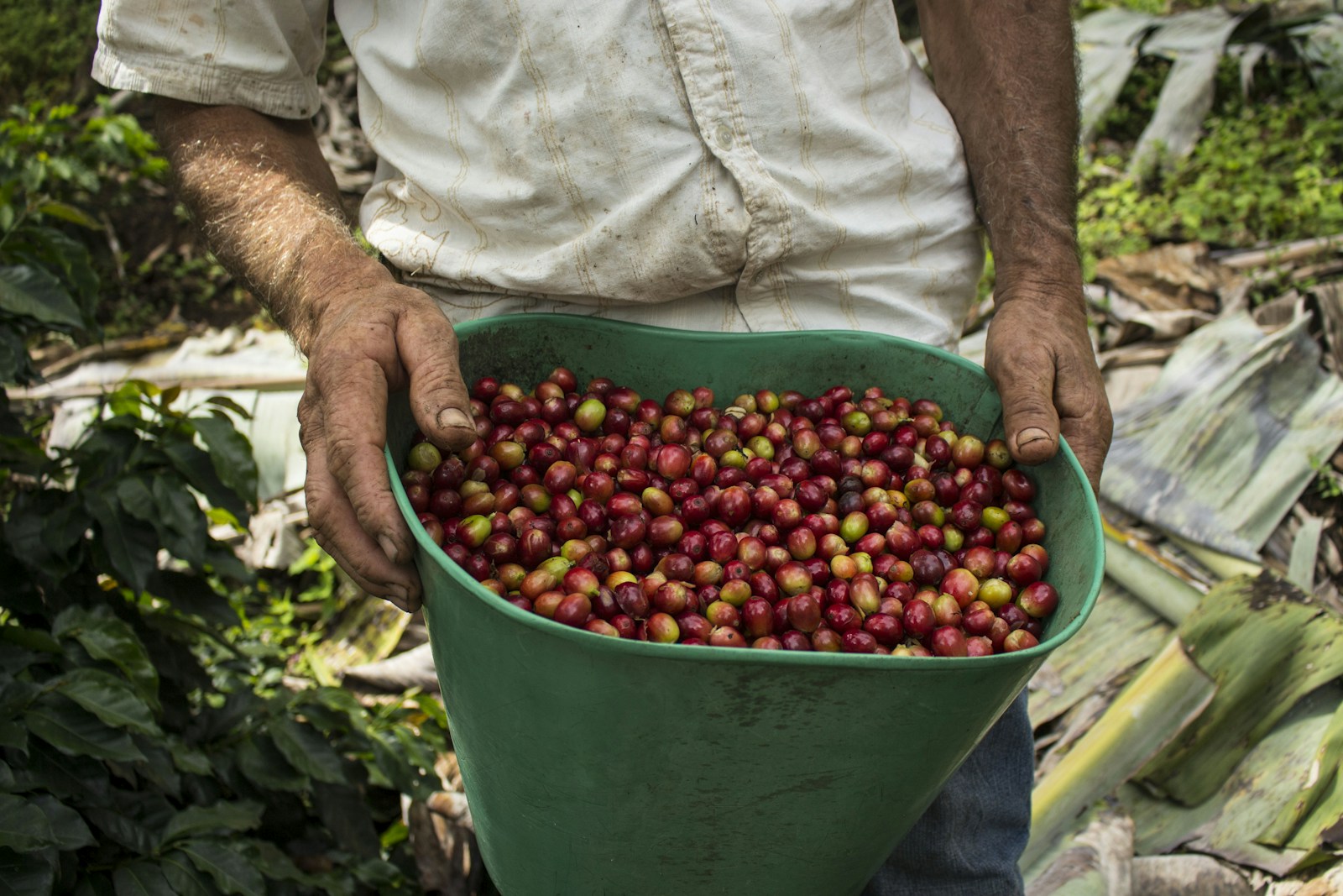 A coffee harvester holding a basket of cherries in Colombia