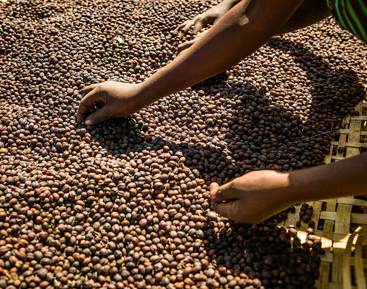 Hands sorting dried coffee cherries near Hawassa, Ethiopia